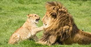 Cats are not only fur babie. Which Is The Smallest Big Cat Trivia Answers Quizzclub