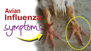 Most experts agree that commercial poultry. Symptoms Of Bird Flu In Chicken Avian Influenza Signs Poultry Farm Youtube