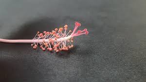 Image result for Monothecium