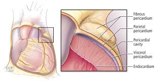 Image result for Pericardium