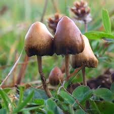 Easy indoor and outdoor cultivation. Psilocybin Mushroom Wikipedia