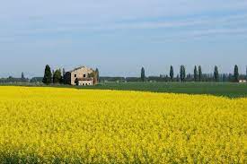 Lo Spettacolo Primaverile Dei Campi Di Colza Vegetazione Spontanea