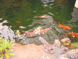 Paul isley, who has been in the nursery business for 43 years and owns rainforest flora in torrance, estimates plant inventory losses in the millions of dollars when his property was destroyed in. My Birthday In The Rainforest Well Actually Rfi In Torrance Ca Nixwickedgarden