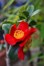 Camellia Virtual Flowers Beautiful Flowers Single Flower