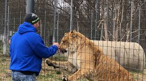 Zoo, formerly no wild animal deserves to live in a roadside zoo. Wisconsin Big Cat Rescue Hopes Tiger King Craze Help Species