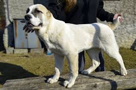 Jiji.ng more than 6098 dogs & puppies are waiting for you buy your future friend today ▷ prices are starting from ₦ 30,000 in nigeria. Central Asian Shepherd Dog For Sale In The City Of Kipen Russian Federation Price 136 Announcement 6312