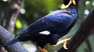 17 Contoh Fauna Indonesia Bagian Barat Ilmugeografi Com