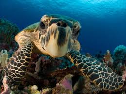Because of this, the reptile has been listed as critically endangered by the iucn since 1996. New Study Offers Glimmer Of Hope For Sea Turtles Smart News Smithsonian Magazine