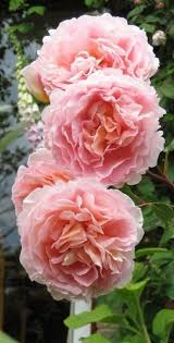 Rose 'princesse charlene de monaco', rosa 'meidysouk' pp24296, rosa 'forster rosentraum', rosa 'duftjuwel', rosa 'am911', hybrid tea roses, shrub roses. Rosier Princesse Charlene De Monaco Meidysouk Roses David Austin Idees De Jardin Fleur Fleur Amour