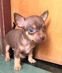 Chihuahuas Cabecita De Manzana Pelo Corto Y Ojos Claros En Argentina Anuncios Enero Clasf Animale Animales Bonitos Chihuahua Cabeza De Manzana Chihuahua