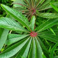 Image result for Sonchus luxurians