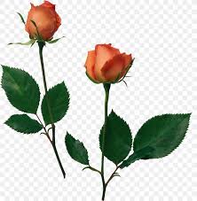Beach Rose Flower Desktop Wallpaper Garden Roses Png 2494x2557px Beach Rose Art Blackpink Bud Cut Flowers