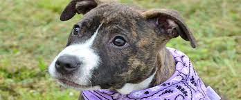 Maybe you would like to learn more about one of these? Animal Services Onslow County Nc