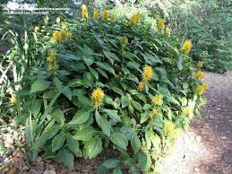 Image result for Justicia aurea
