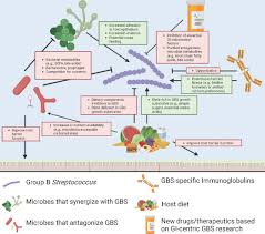 Image result for Group B Streptococcus