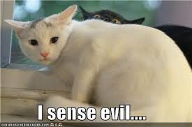 I Sense Evil Black Cat Pictures Black Cat Memes Cat Pics