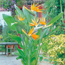 Image result for Strelitzia nicolai