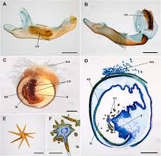 Image result for Peridea anceps