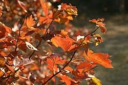 Image result for Searsia dentata