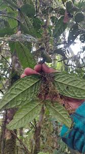 Image result for Memecylon sp. C