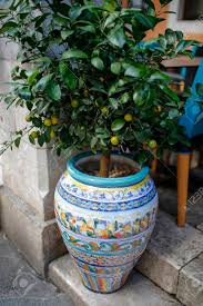 Use a large (28 inches or larger) durable pot. Lemon Tree In A Decorative Flower Pot Stock Photo Picture And Royalty Free Image Image 137969266