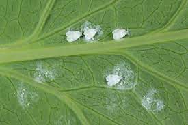 Check spelling or type a new query. The Best Whitefly Insecticides Insect Cop