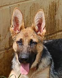 Please keep in mind that german shepherd rescue groups consist of volunteers. Dog Listings Rescue Dog Village Guardian Inc