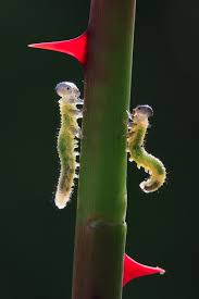 生命象珠宝 自然类摄影大赛2015 国家地理中文网 macro photography things to sell sawfly larva