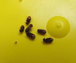 Der brotkäfer frisst, wie sein name schon verrät, mit vorliebe brot. Unbekannter Kafer In Der Wohnung Kafer Coleoptera Bestimmen Actias