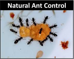 It kills ants by ingestion or dehydration. How To Get Rid Of Ants Naturally In The Garden Garden Myths