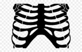 Spare ribs barbecue rib cage, thoracic skeleton, leave the material, heart png. Rib Cage Png Transparent Images Skeleton Rib Cage Clipart 5349452 Pinclipart