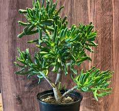 Image result for Crassula vaginata
