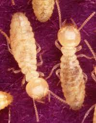 How big are termites and how large are their colonies? Baby Termites Vs Adult Termites What Is The Difference