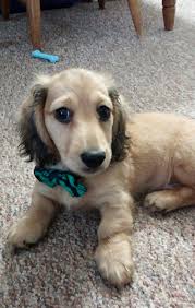 We did not find results for: Long Haired Shaded English Cream Miniature Dachshund Breeder Reevesdachs Com Dachshund Breeders Baby Dachshund Miniature Dachshund Breeders