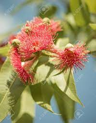 Check spelling or type a new query. Australian Native Bluhender Gummibaum Mit Roten Blumen Und Grunem Laub Gegen Blauen Himmel Lizenzfreie Fotos Bilder Und Stock Fotografie Image 80614812