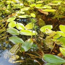 Image result for Potamogeton