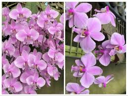 Image result for Buchnera pulcherrima