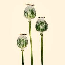 Approximately 12 percent of opium is made up of the analgesic alkaloid morphine. Why Harvest Opiates When You Can Get Yeast To Produce Them Wired