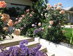 Rose Bush Care Rose Bush Care Rose Care Roses Garden Care