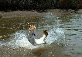 Calcarifer block) bersifat allometrik negatif. Mancing Barramundi Monster Juli Oktober Adalah Puncaknya Spotmancing Com