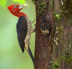Robust Woodpecker Campephilus Robustus In Brazil By Ricardo Gentil Kus