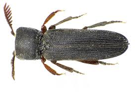 Image result for Pycreus melas