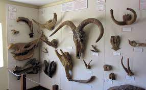 মানব মনের ফসিল