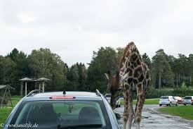 Many animal theme parks combine classic theme park elements, such as themed entertainment and amusement rides , with classic zoo elements such as live animals confined within. Ausflug In Den Serengeti Park Das Solltest Du Unbedingt Beachten Unalife