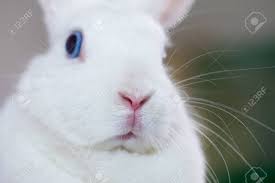 The same color that appears on the ears and eyes is then also present on the rear of the bunny. Dumb Concept Blue Eyed And White Rabbit Fabulous Bunny On A Stock Photo Picture And Royalty Free Image Image 137040360
