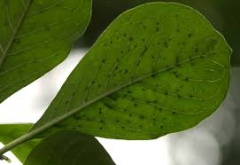 Image result for Pavetta cataractarum