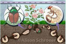 How To Get Rid Of Japanese Beetles And Grubs In Your Lawn Japanese Beetles Garden Pests Japanese Beetle Grubs