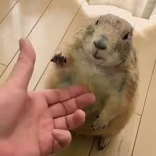 Give Squirrel Your Hand Sevimli Hayvan Yavrulari Komik Hayvan Komik Hayvanlar