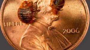 Bed bugs are notoriously hard to detect and can be challenging to with western, we'll discreetly help you eliminate these pests and get back to a good night's sleep. How To Get Rid Of Bed Bugs Without An Exterminator Dengarden