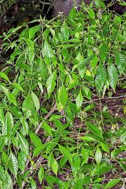 Image result for Psychotria heterosticta